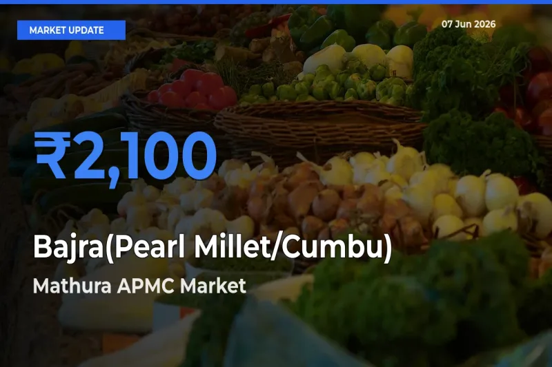 Mathura APMC Records Highest ₹2,100 Rate for Bajra(Pearl Millet/Cumbu)