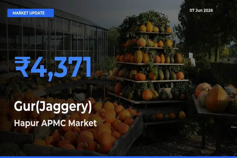Market Watch: Hapur APMC Becomes Top Mandi for Gur(Jaggery)