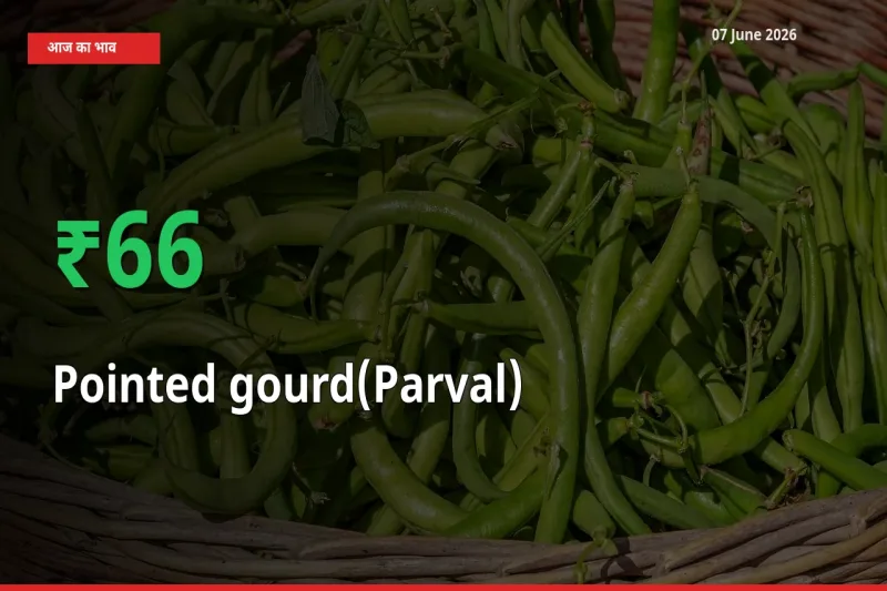 किसानों के लिए खुशखबरी! स्थानीय मंडी में परवल 66.08% उछला