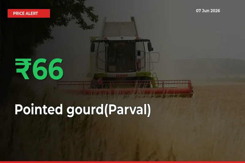 Pointed gourd(Parval) Rises 66.08% at Mandis