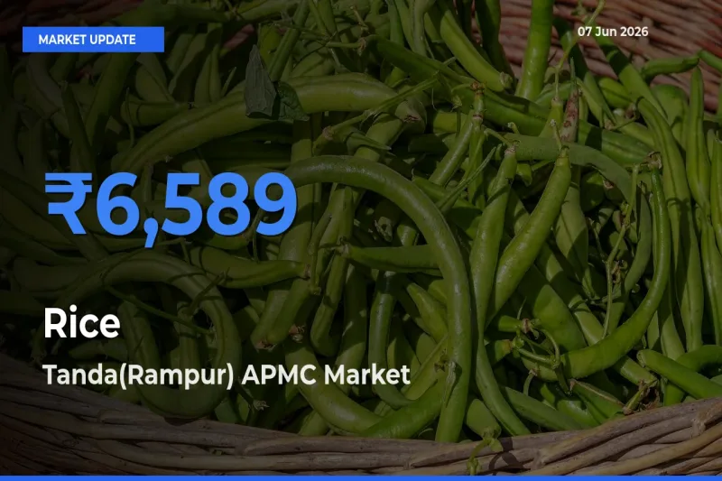 Tanda(Rampur) APMC Tops Rice Rates – June 07 Market Update