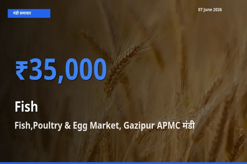 आज मछली के सबसे ऊँचे दाम ₹35,000 Fish,Poultry & Egg Market, Gazipur APMC मंडी में