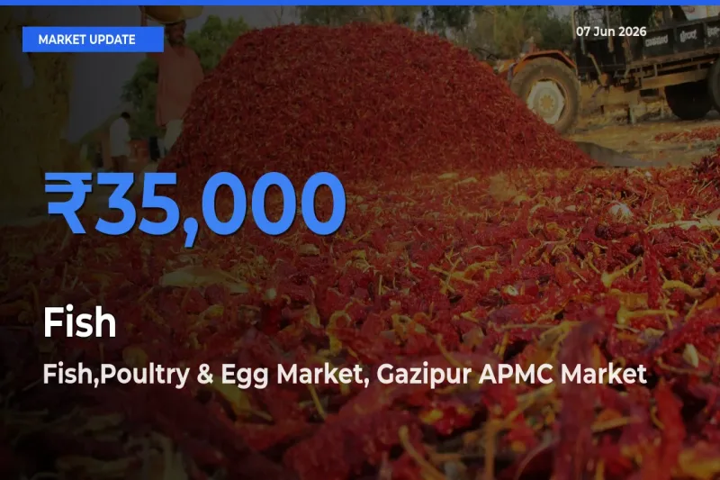 Top Performer! Fish,Poultry & Egg Market, Gazipur APMC Offers Best Fish Price Today