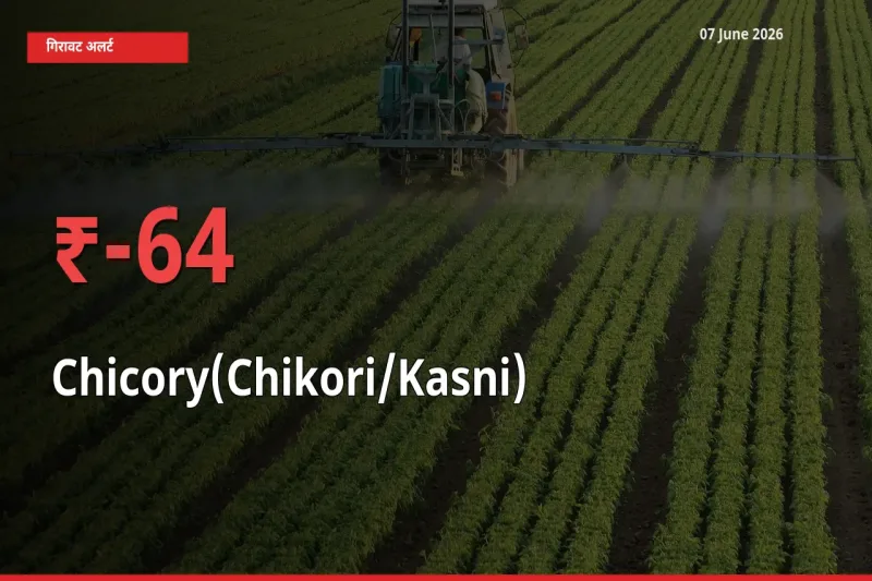 स्थानीय मंडी में कासनी के दाम अचानक 63.58% गिरे, किसानों की चिंता बढ़ी
