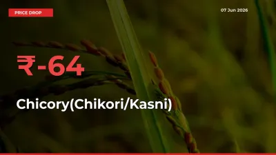 Why Chicory(Chikori/Kasni) Prices Fell 63.58% in a Day at Mandis