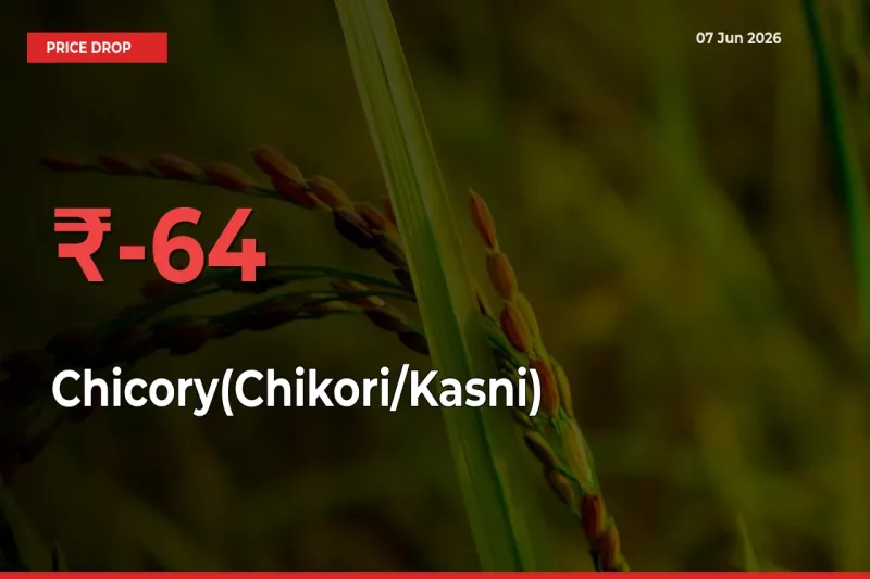 Why Chicory(Chikori/Kasni) Prices Fell 63.58% in a Day at Mandis