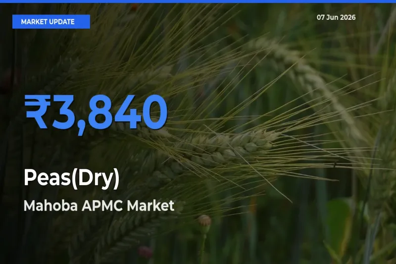 Mahoba APMC Emerges as Top Mandi for Peas(Dry) Prices Today