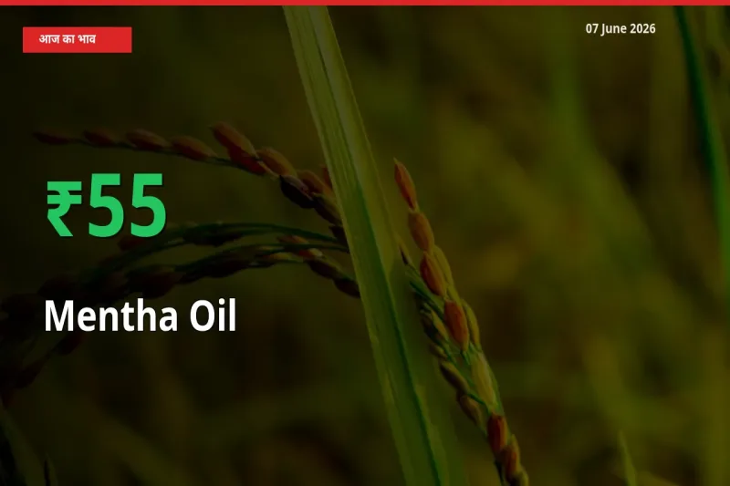 मेंथा ऑयल 54.73% उछला, मंडी