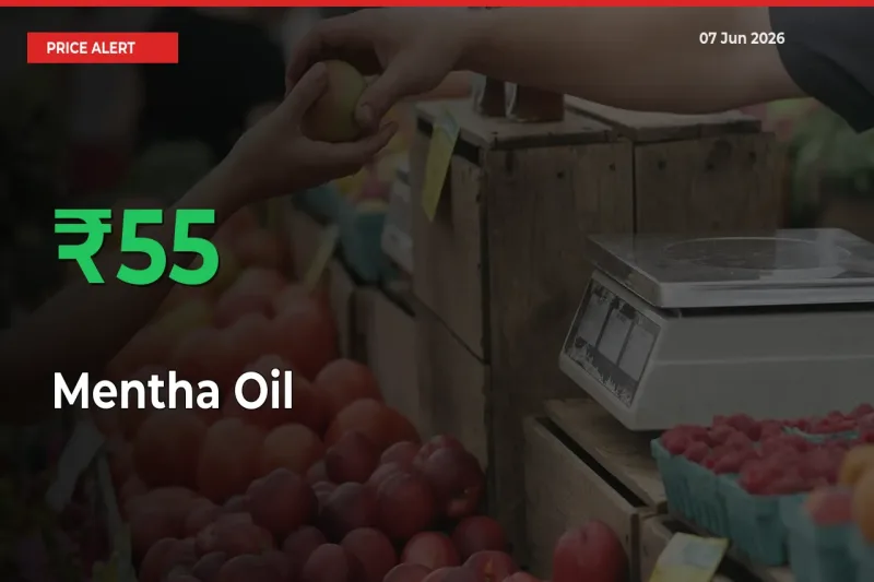This Mandi Records 54.73% Jump in Mentha Oil Prices