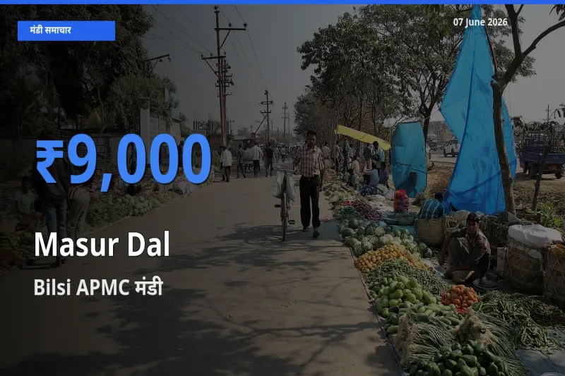 07 June अपडेट: मसूर दाल के सबसे ऊँचे दाम Bilsi APMC मंडी में