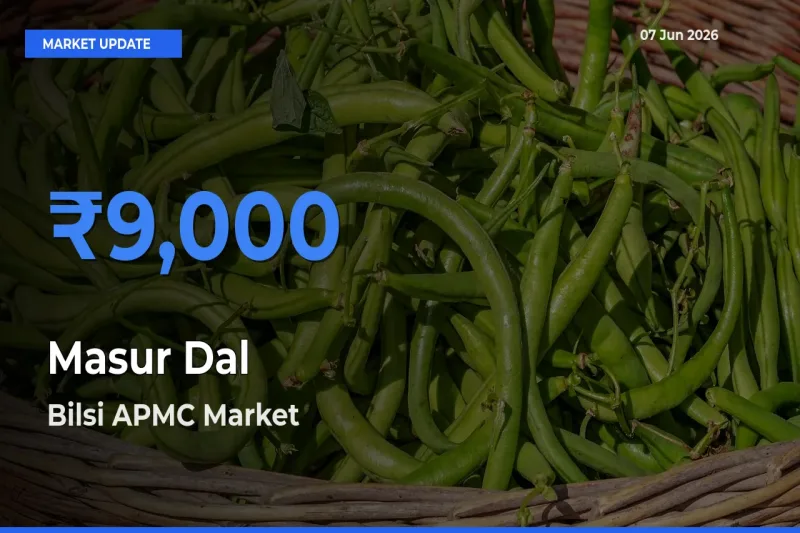 Bilsi APMC Tops Masur Dal Mandi Rates Today