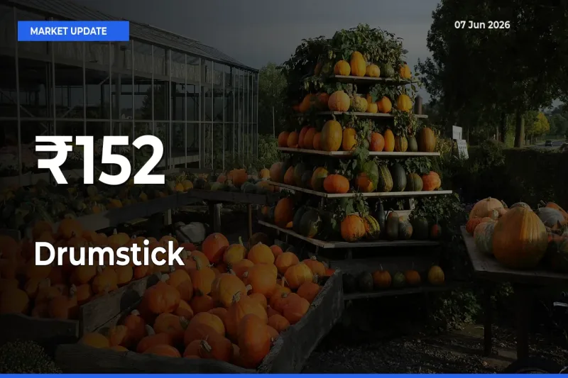 Drumstick Prices Trend Across 152+ Mandis – Market Direction Turns Clear