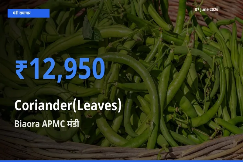 किसानों की पसंद बना Biaora APMC, हरा धनिया के सबसे अच्छे दाम