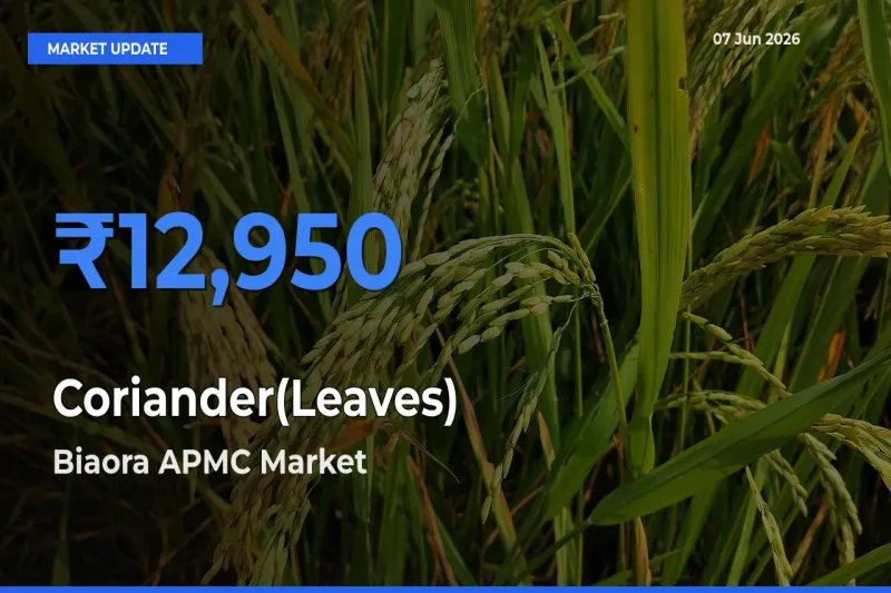 Coriander(Leaves) Mandi Rate Today: Biaora APMC Tops the List