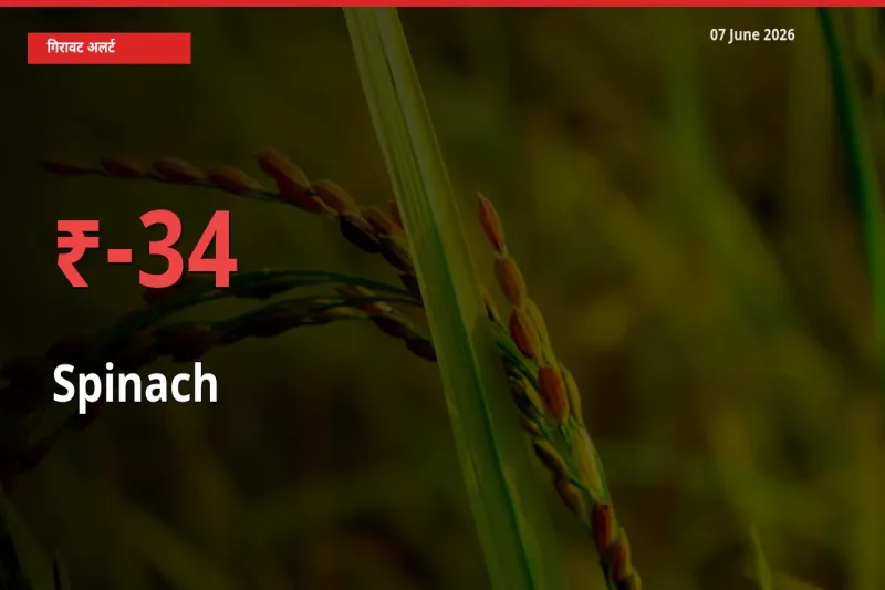 07 June अपडेट: पालक के दाम मंडी में 34.21% गिरे