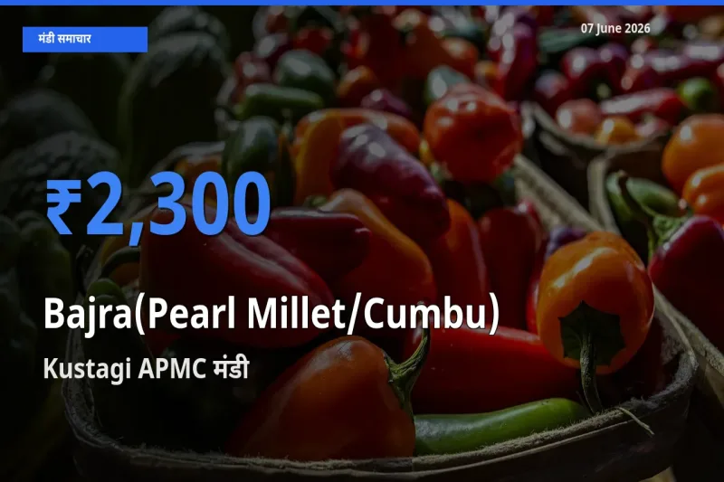 आज बाजरा (मोती बाजरा/कंबू) के सबसे ऊँचे दाम ₹2,300 Kustagi APMC मंडी में