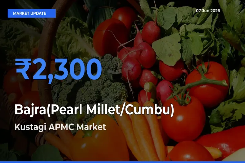 Kustagi APMC Records Highest ₹2,300 Rate for Bajra(Pearl Millet/Cumbu)