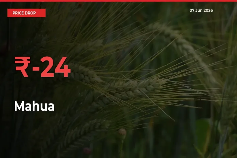 Why Mahua Prices Fell 24.02% in a Day at Mandis