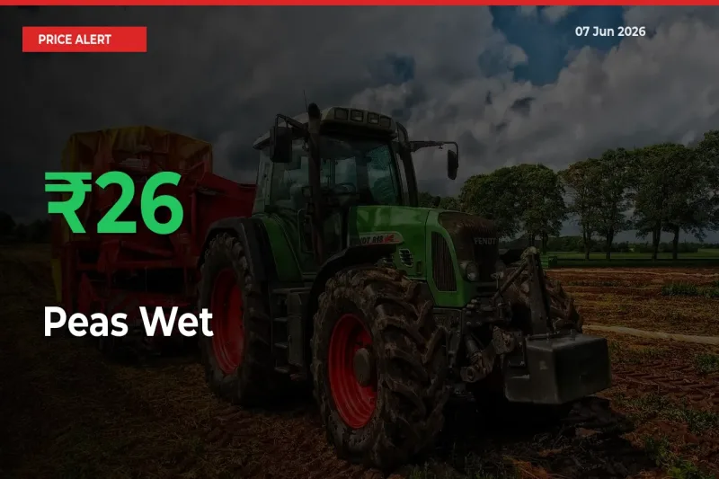 Big Rally! Peas Wet Climbs 26.14% in 24 Hours at Top Mandis