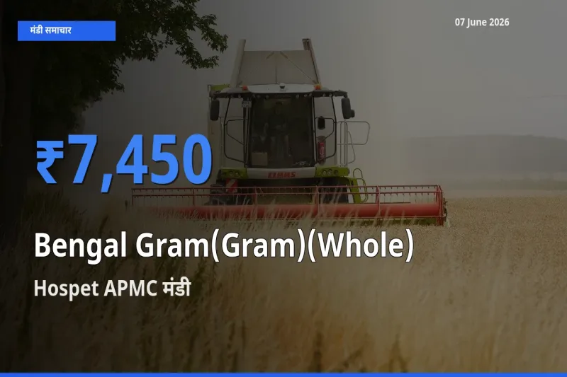 टॉप मंडी बना Hospet APMC! चना (साबुत) के सबसे ऊँचे दाम यहीं दर्ज