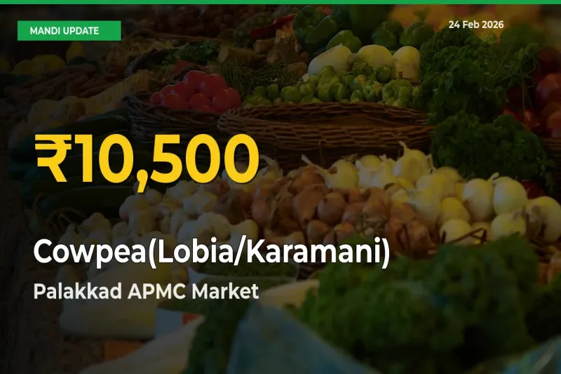 Palakkad APMC Leads as Cowpea(Lobia/Karamani) Hits Highest Rate – February 24 Update