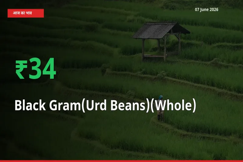 अचानक तेजी! मंडी में साबुत उड़द के दाम 34.01% चढ़े