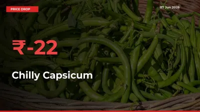 22.08% Drop in Chilly Capsicum Prices – Mandi Sees Sudden Fall