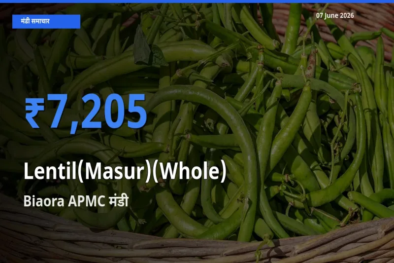 आज मसूर दाल (साबुत) के सबसे ऊँचे दाम ₹7,205 Biaora APMC मंडी में
