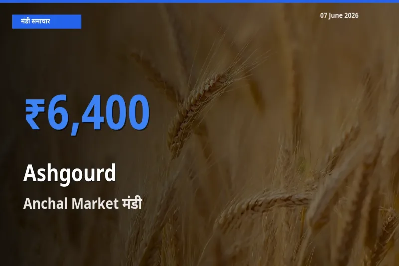 07 June अपडेट: पेठा कद्दू के सबसे ऊँचे दाम Anchal Market मंडी में