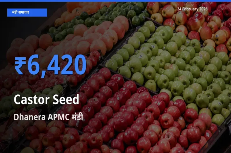 बाज़ार संकेत: Dhanera APMC बना Castor Seed के लिए आज की टॉप मंडी