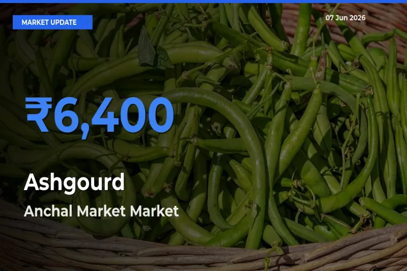 Anchal Market Records Highest ₹6,400 Rate for Ashgourd