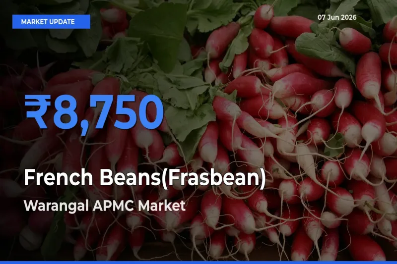 Warangal APMC Offers ₹8,750 – Highest French Beans(Frasbean) Rate Today