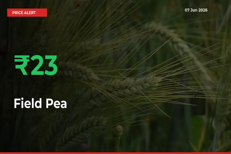Field Pea Rises 23.44% at Mandis