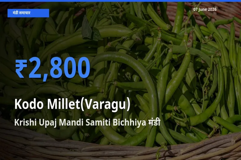 आज कोदो बाजरा के सबसे ऊँचे दाम ₹2,800 Krishi Upaj Mandi Samiti Bichhiya मंडी में