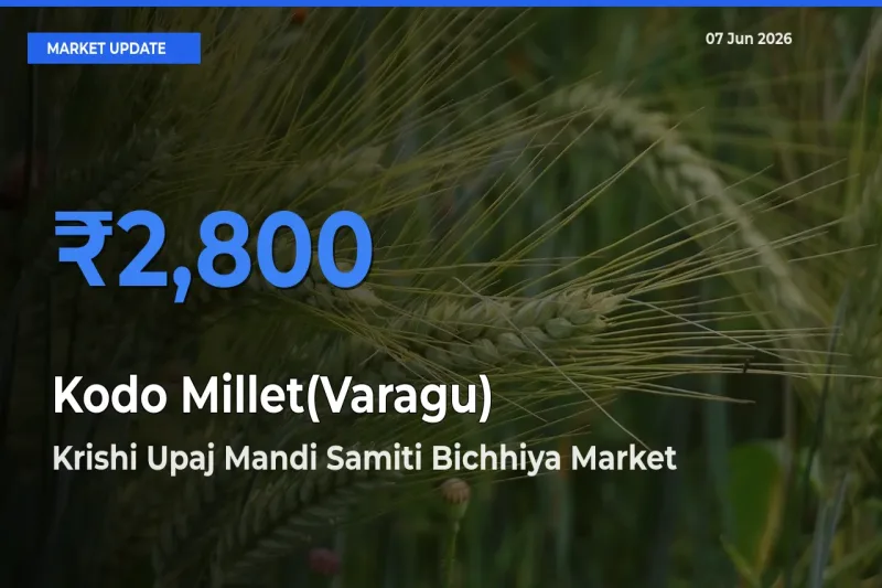 Krishi Upaj Mandi Samiti Bichhiya Emerges as Top Mandi for Kodo Millet(Varagu) Prices Today
