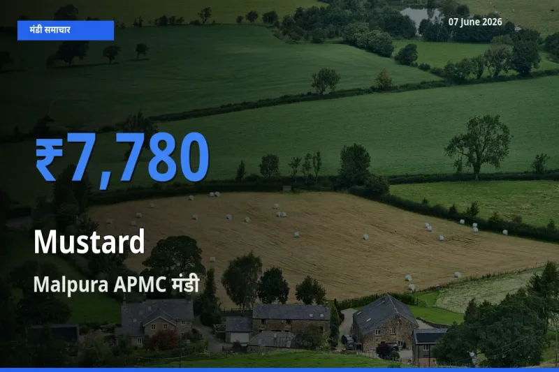Malpura APMC में सरसों का आज सबसे ऊँचा भाव