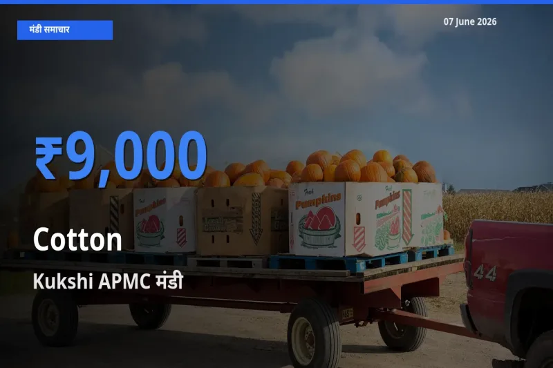 टॉप मंडी बना Kukshi APMC! कपास के सबसे ऊँचे दाम यहीं दर्ज