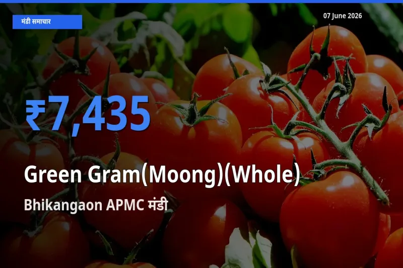 टॉप मंडी बना Bhikangaon APMC! साबुत मूंग के सबसे ऊँचे दाम यहीं दर्ज