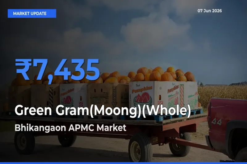 Farmers Prefer Bhikangaon APMC as Green Gram(Moong)(Whole) Hits Highest Rate