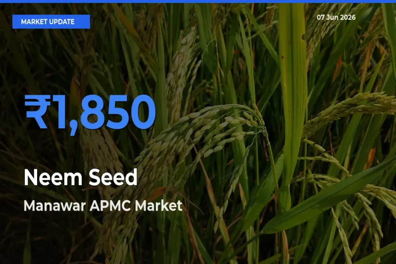 Manawar APMC Offers ₹1,850 – Highest Neem Seed Rate Today