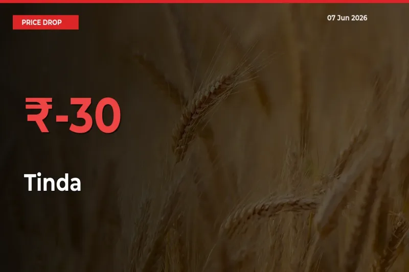 Tinda Mandi Rate Today: Prices Fall 29.9% at Market