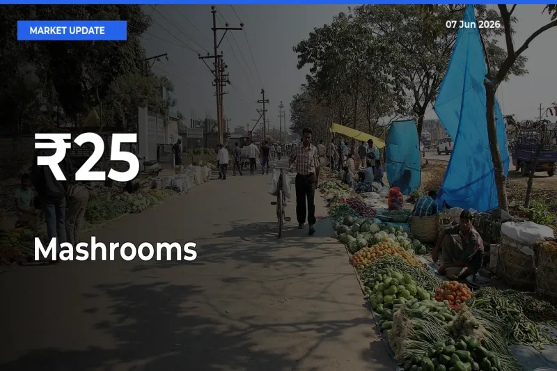 Mashrooms Mandi Prices Move in Sync Across Major Markets Today