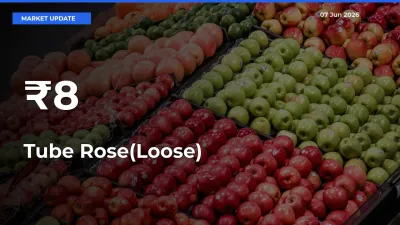 Multi-Mandi Trend Emerges as Tube Rose(Loose) Prices Shift Across Key Markets