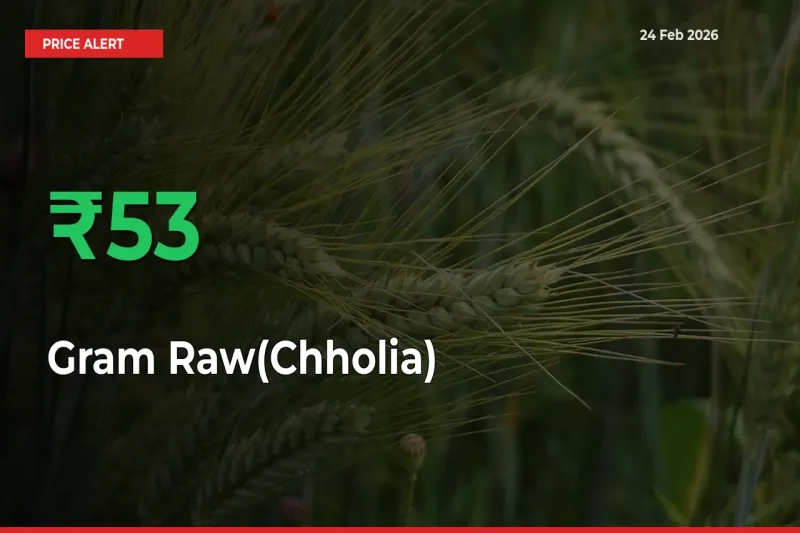 Farmers Cheer as Gram Raw(Chholia) Prices Surge 53.49% in Local Mandis