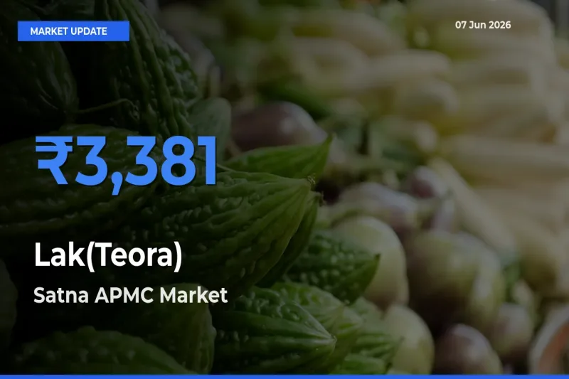 Satna APMC Leads as Top Mandi for Lak(Teora) Prices