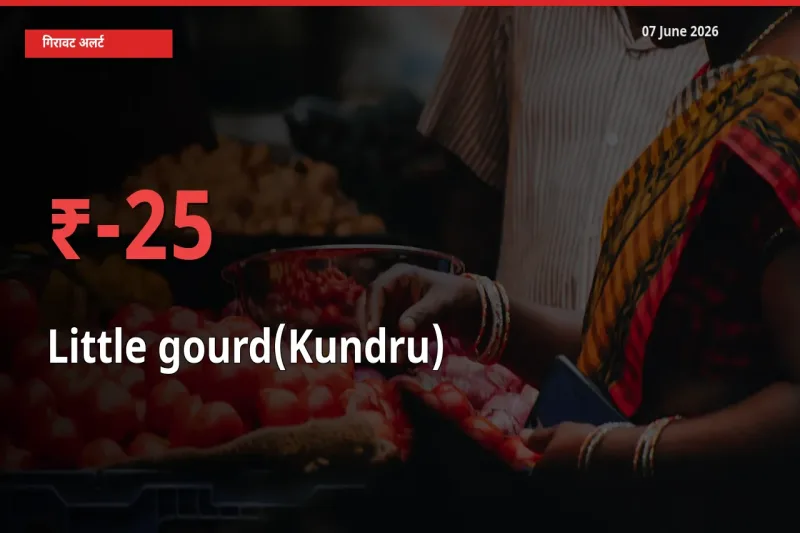स्थानीय मंडी में कुंदरू (टिंडा तोरई) के दाम अचानक 25.22% गिरे, किसानों की चिंता बढ़ी