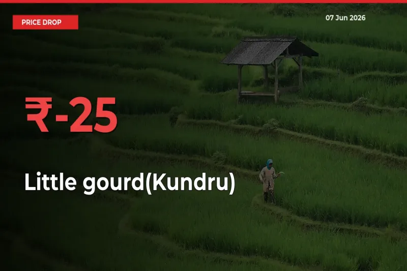 Little gourd(Kundru) Falls 25.22% at Mandis