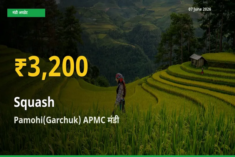 आज Pamohi(Garchuk) APMC में कद्दू (कोहड़ा) के दाम रिकॉर्ड स्तर पर, ताज़ा मंडी भाव जानें