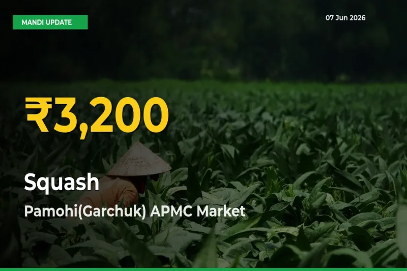 Farmers Benefit as Squash Rate Touches New High in Pamohi(Garchuk) APMC