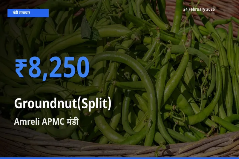 टॉप मंडी बना Amreli APMC! Groundnut(Split) के सबसे ऊँचे दाम यहीं दर्ज